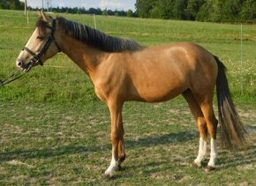 Pony valach s PP - 2