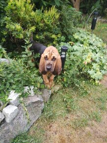 Bloodhound (Chien de Saint-Hubert) - 2