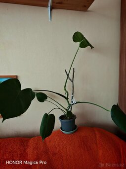 Monstera - 2