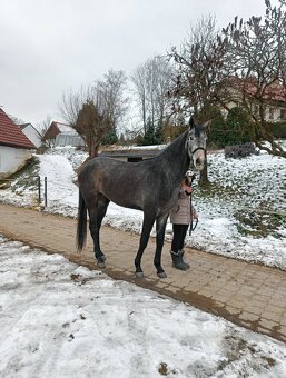 Prodám mladou klisnu - 2