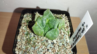 Haworthia cv. Chocolate x Venusta - 2