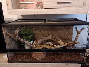 Terarium - 2