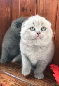 Scottish fold male - 2