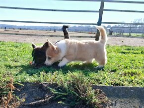 Welsh corgi pembroke - 2