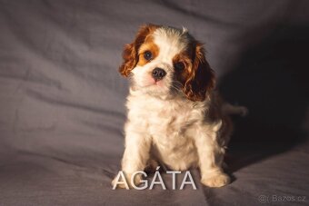 Cavalier King Charles Španěl štěňátka s PP - 2