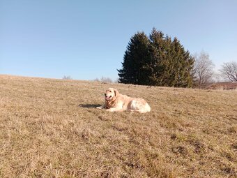 Zlatý retriever - 2