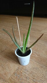 Aloe Vera- zakořeněné sazenice - 2