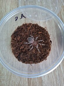 Sklípkani Acanthoscurria geniculata - 2