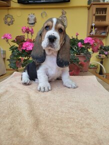 Basset hound, Basset, Baset - 2