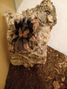 Brachypelma emilia - 2