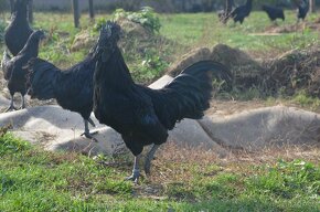 Ayam Cemani kohouti - 2