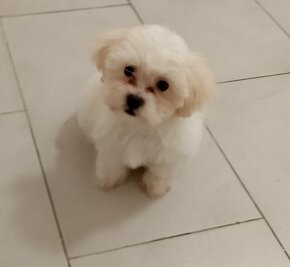 Maltipoo - 2