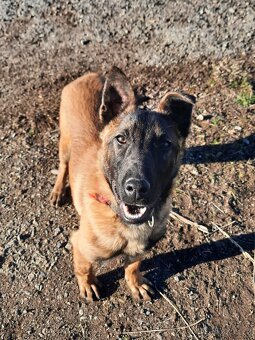 Belgický ovčák malinois - 2