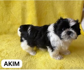 Shih tzu - 2