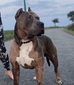 Krytí American Bully XL - 2