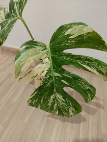 Monstera albo variegata - 2