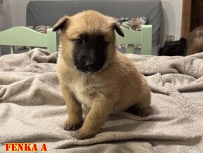 Belgický ovčák Malinois - Štěňata - 2