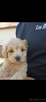 Maltipoo - 2