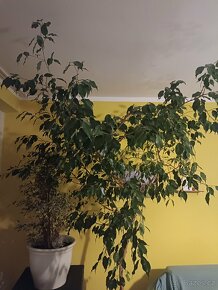 Ficus Benjamina - 2