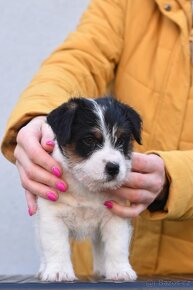 Jack Russell teriér - fenka s PP - 2