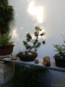 Borovice Osinatá (Pinus Aristata) bonsai - 2