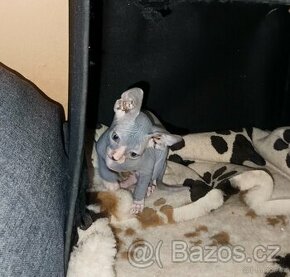 Kanadský Sphynx koťátka bez pp - 2