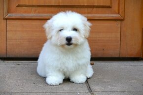 Coton de tulear s PP - 2