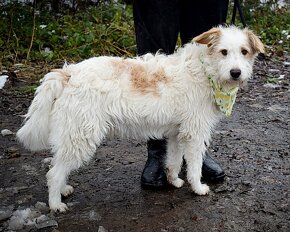 TARTAN K ADOPCI - 1,5 ROKU,TROŠKU BOJAZLIVÉ HODNÉ ZLATÍČKO - 2