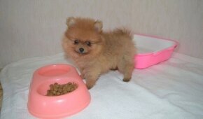 Pomeranian mini Boo - 2