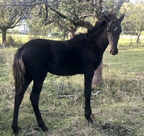 Kentucky Mountain Saddle Horse - 2