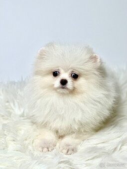 Pomeranian s PP - Willi - 2