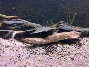 Bichir 7x velké kusy) - 2