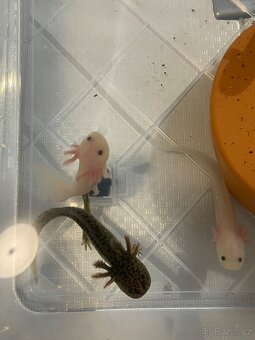 Axolotl - 2