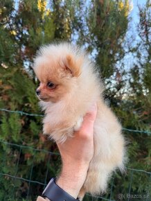 Mini pomeranian oranžový- štěňátko bez PP - 2