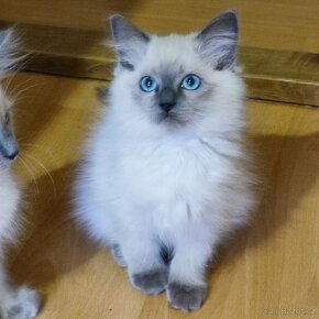 Ragdoll Blue colorpoint - 2