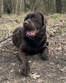 labradorský retriever s PP - krytí - 2