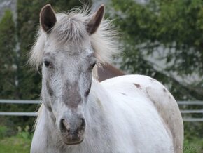 Pony kobylka - 2