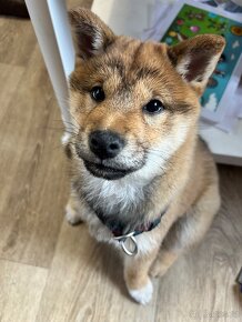 Shiba inu s FCI PP- fenka - 2