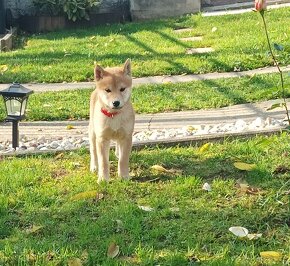 Shiba inu šteniatka s PP - 2