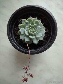 Echeveria derenbergii blue - 2