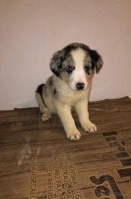 border kolie blue merle - 2