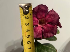 adenium obesum 231.1 - 2