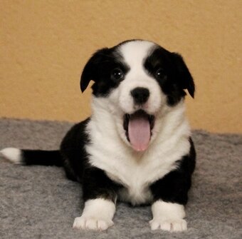 Prodám štěňata Welsh Corgi Cardigan s PP - 2