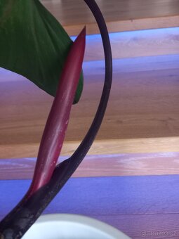 Philodendron Red - 2