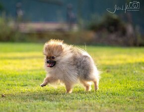 POMERANIAN s Průkazem Původu - ORANŽOVÝ PEJSEK - 2