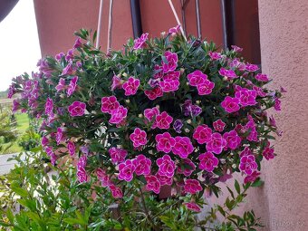 calibrachoa sweet love - 2