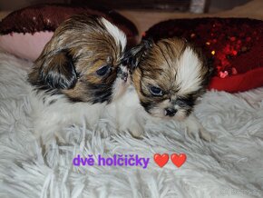 Shih-tzu,sitzu - 2