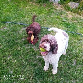 Lagotto romagnolo (italský vodní pes) - 2