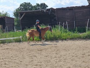 Welsh pony do sportu i na rekreaci - 2