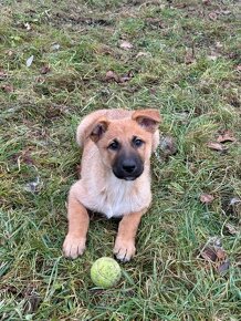 SIMBA a RENDY - štěně, 2 chlapečci, věk 10 týdnů - 2